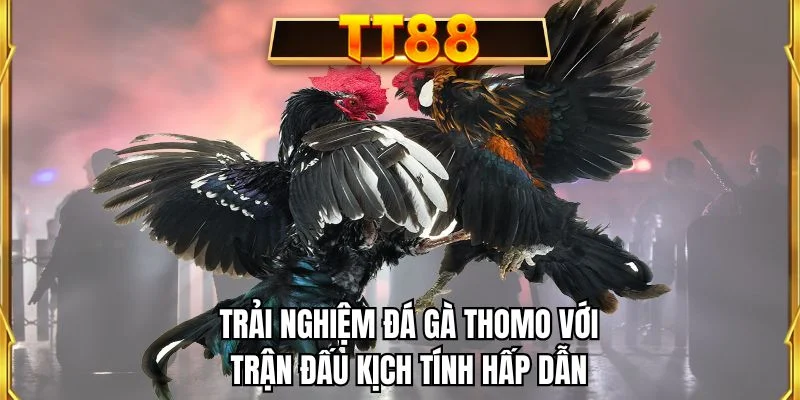 Trải nghiệm đá gà Thomo với trận đấu kịch tính hấp dẫn